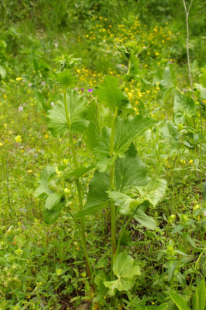 Eryngium alpinum / Regina delle Alpi